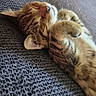 Noisette participe au concours pour gagner de l'argent avec cette photo : kitten, cat, sleeping, tabby, cute, pet, feline, fur, whiskers, paws, cozy, blanket, texture, indoor, resting, adorable, animal, nap, domestic_cat, soft