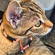 Noisette a rejoint le concours — aidez-le/la à gagner de superbes lots ! cat, tabby_cat, pet, animal, fur, whiskers, green_eye, pink_harness, outdoor, wood, closeup, side_profile, curious, feline, domestic_cat, ears, collar, leash, nature, texture