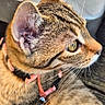 cat, tabby_cat, pet, animal, fur, whiskers, green_eye, pink_harness, outdoor, wood, closeup, side_profile, curious, feline, domestic_cat, ears, collar, leash, nature, texture