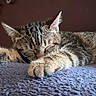 Pistache a rejoint le concours — aidez-le/la à gagner de superbes lots ! cat, kitten, sleeping, tabby, paw, furry, cute, resting, indoor, blanket, soft, texture, animal, pet, whiskers, ears, relaxed, peaceful, butterfly, decoration