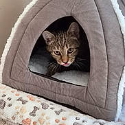 Pistache a rejoint le concours — aidez-le/la à gagner de superbes lots ! cat, tabby_cat, pet_tent, fleece_blanket, indoor, flooring, curious, animal, cozy, soft_texture, pet, small_animal, tongue_out, fur, cute, resting_place, triangular_tent, domestic_cat, light_and_shadow, home