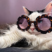 Milo joined the competition — help win amazing prizes! cat, sunglasses, tortoiseshell_glasses, white_fur, black_fur, long_hair, whiskers, pink_wall, close_up, portrait, pet, indoor, relaxed, fashionable, accessory, paw, nose, ears, cozy, playful