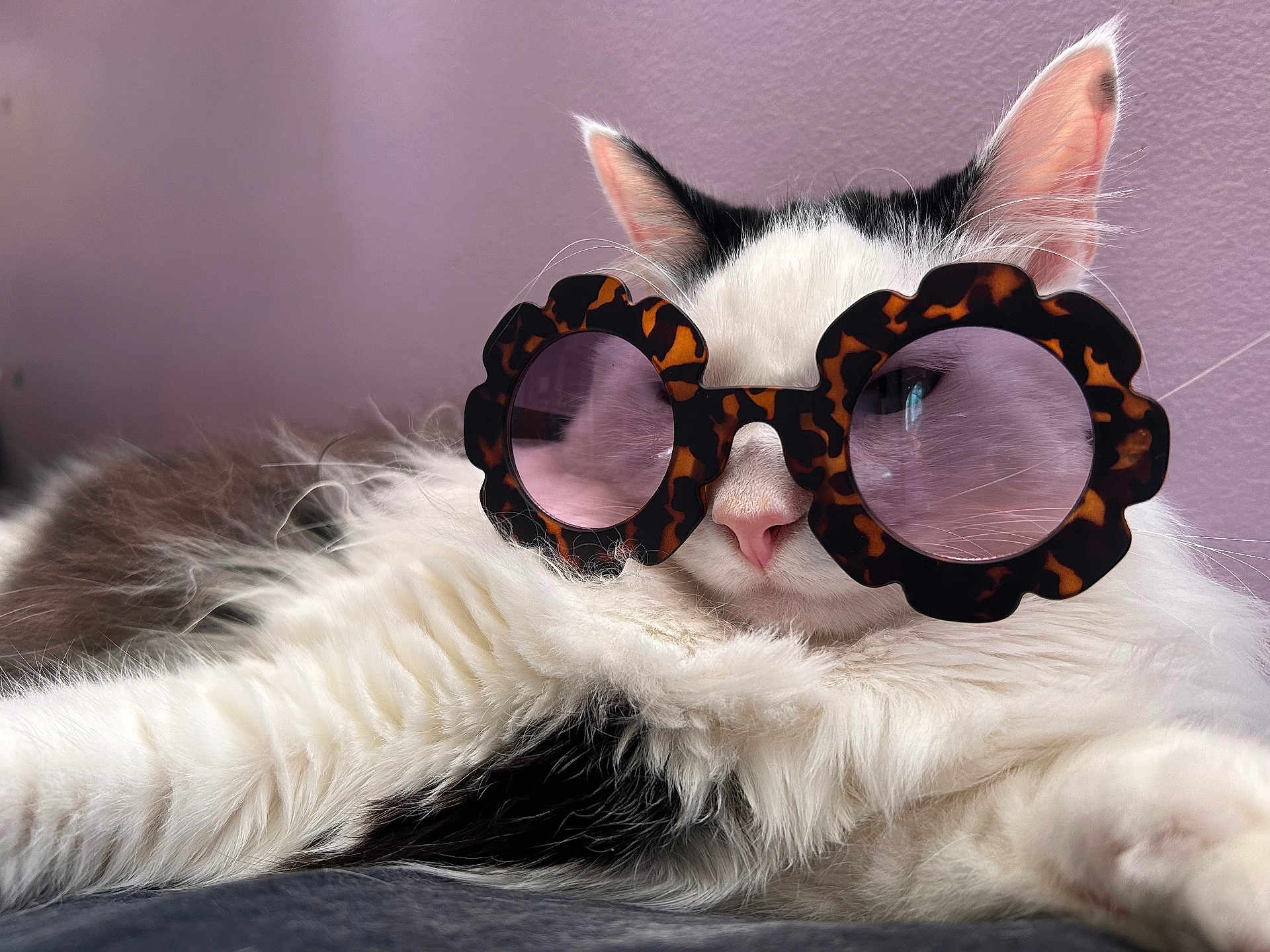 Milo joined the competition — help win amazing prizes! cat, sunglasses, tortoiseshell_glasses, white_fur, black_fur, long_hair, whiskers, pink_wall, close_up, portrait, pet, indoor, relaxed, fashionable, accessory, paw, nose, ears, cozy, playful