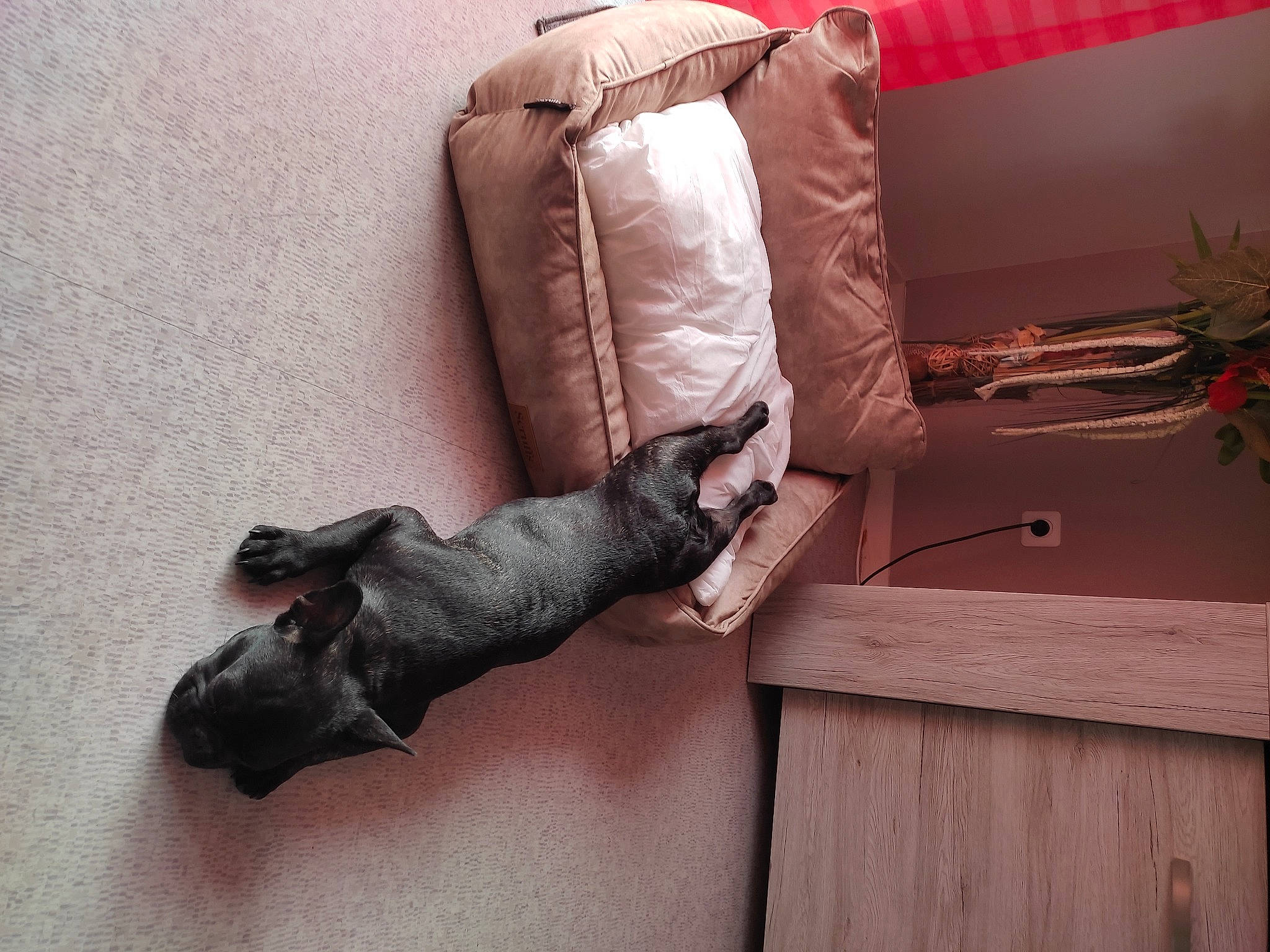 Tazer participe au concours pour gagner de l'argent avec cette photo : carnivore, comfort, companion_dog, couch, dog, dog_breed, fawn, floor, flooring, hardwood, house, linens, living_room, pillow, plant, sofa_bed, studio_couch, tail, wood, working_animal