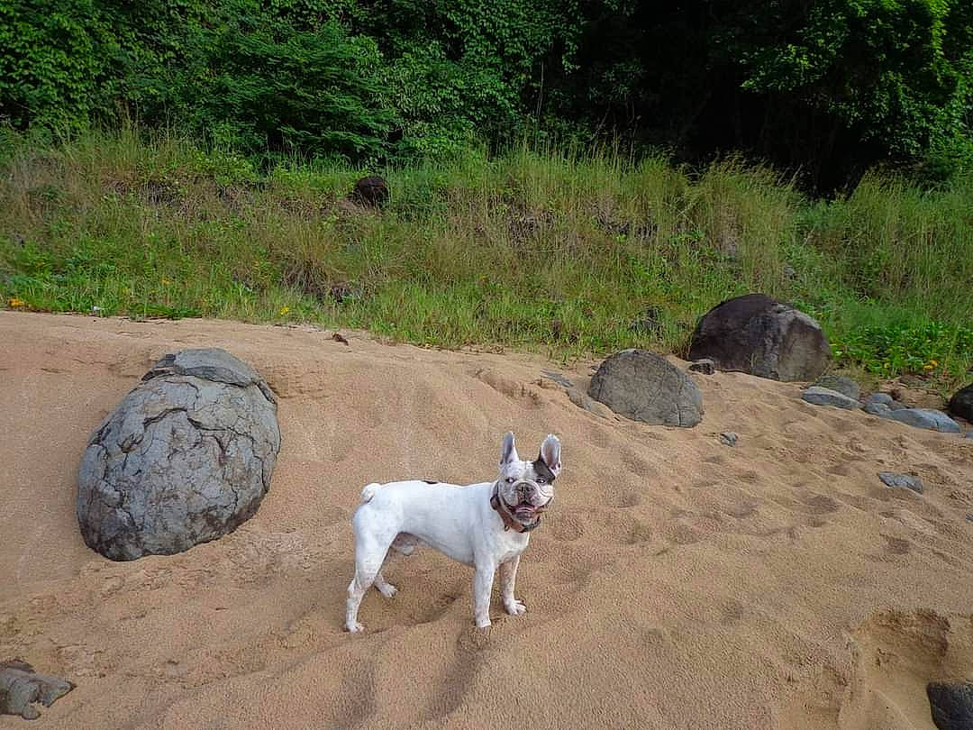 Eristoff a rejoint le concours — aidez-le/la à gagner de superbes lots ! adventure, bedrock, carnivore, collar, companion_dog, dog, dog_breed, dog_collar, fawn, grass, landscape, leash, plant, recreation, rock, soil, sporting_group, tail, terrier, working_animal