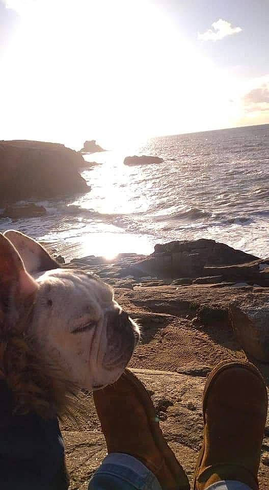 Eristoff a rejoint le concours — aidez-le/la à gagner de superbes lots ! beach, body_of_water, calm, carnivore, cloud, coastal_and_oceanic_landforms, dog, dog_breed, fawn, horizon, lake, landscape, light, morning, shore, sky, summer, sunlight, water, wind_wave