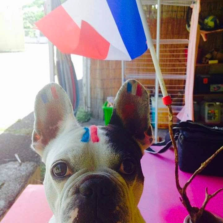 Eristoff participe au concours pour gagner de l'argent avec cette photo : bulldog, canidae, carnivore, collar, companion_dog, dog, dog_breed, event, fashion_accessory, fawn, grass, light, plant, shade, snout, sporting_group, toy_dog, umbrella, whiskers, working_animal