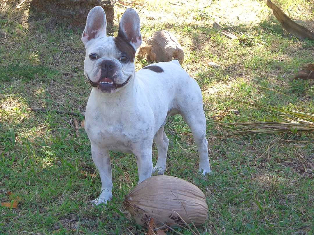 Eristoff participe au concours pour gagner de l'argent avec cette photo : ancient_dog_breeds, canidae, carnivore, collar, companion_dog, dog, dog_breed, dog_collar, dogo_guatemalteco, fawn, grass, hunting_dog, non_sporting_group, plant, sporting_group, tail, terrier, working_animal