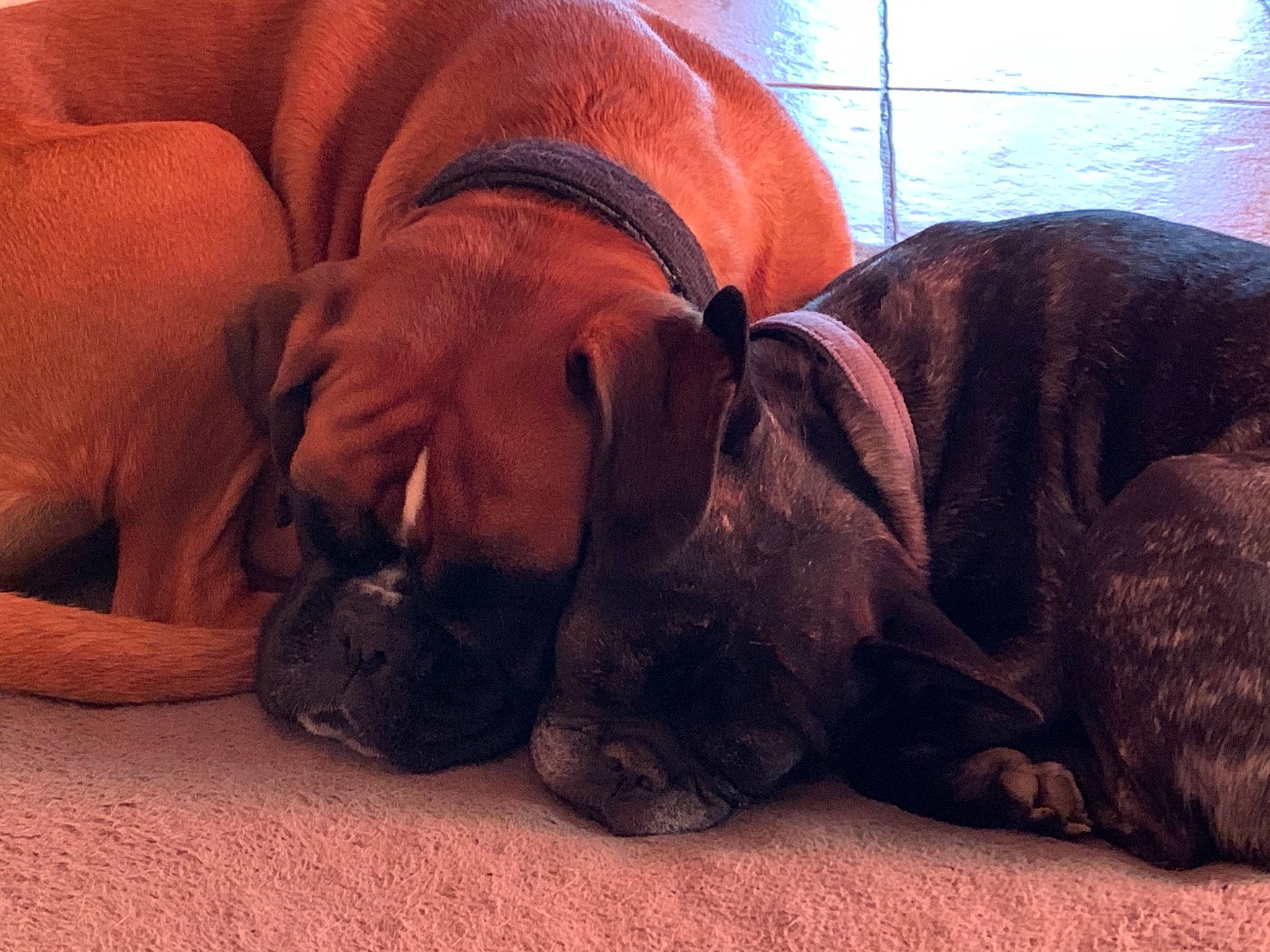 Olly Irma a rejoint le concours — aidez-le/la à gagner de superbes lots ! canidae, carnivore, comfort, companion_dog, dog, dog_breed, dog_supply, ear, fawn, fur, guard_dog, gun_dog, liver, non_sporting_group, pet_supply, sporting_group, terrestrial_animal, wood, working_animal, wrinkle