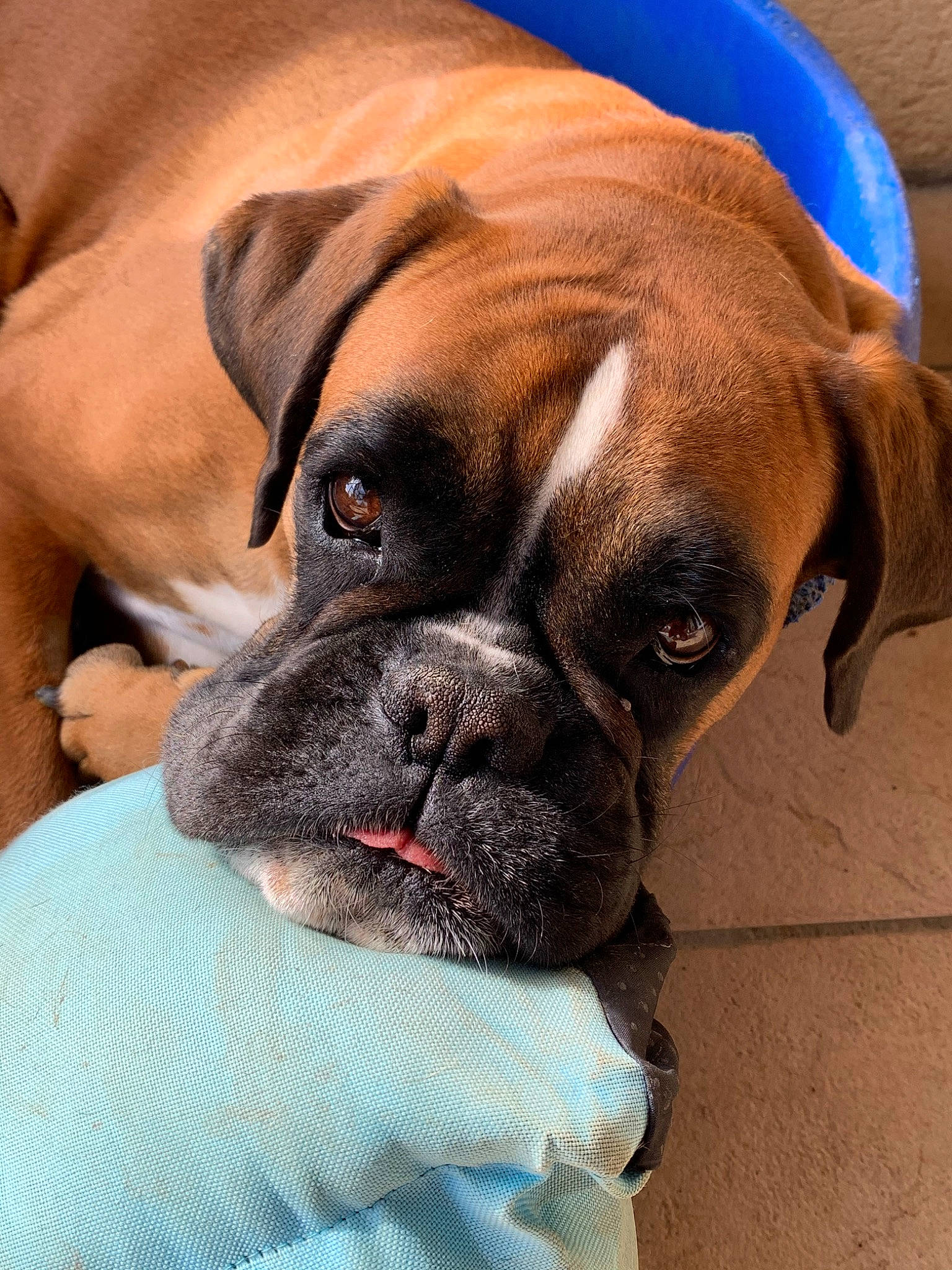 Olly participe au concours pour gagner de l'argent avec cette photo : american_mastiff, boerboel, boxer, bullmastiff, canidae, carnivore, companion_dog, dog, dog_breed, english_mastiff, fawn, mammal, molosser, rare_breed_dog, snout, sporting_group, valley_bulldog, vertebrate, working_dog, wrinkle