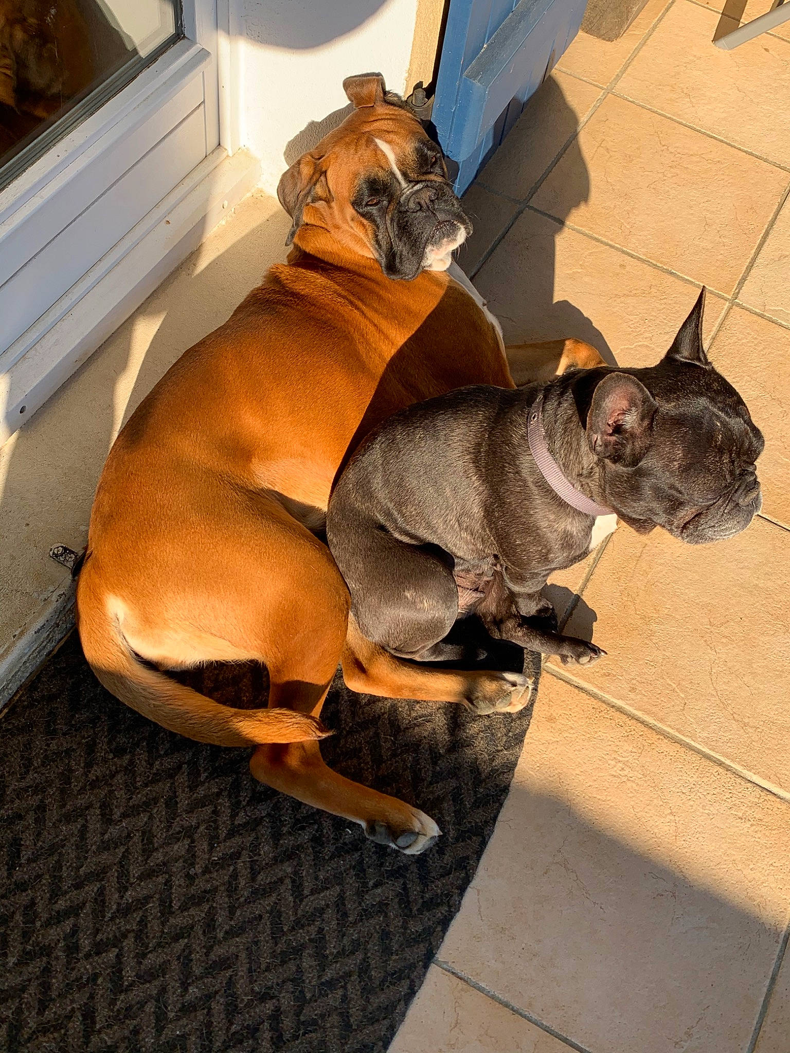 Olly a rejoint le concours — aidez-le/la à gagner de superbes lots ! boxer, bullmastiff, canidae, carnivore, cat, dog, dog_breed, fawn, felidae, french_bulldog, mammal, non_sporting_group, snout, whiskers