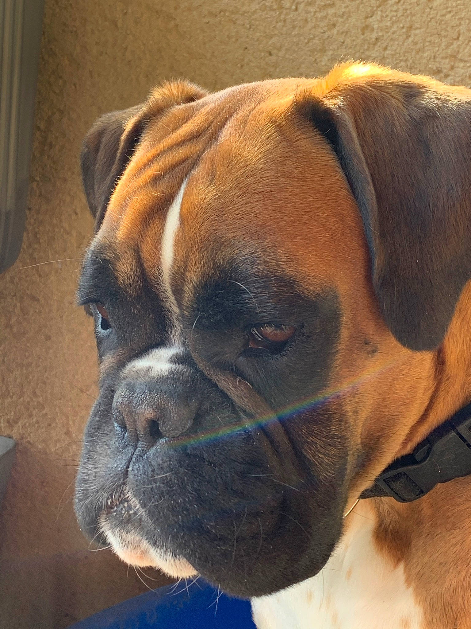 Olly a rejoint le concours — aidez-le/la à gagner de superbes lots ! american_mastiff, ancient_dog_breeds, boerboel, boxer, bullmastiff, canidae, carnivore, companion_dog, dog, dog_breed, fawn, mammal, molosser, old_english_bulldog, olde_english_bulldogge, snout, valley_bulldog, vertebrate, whiskers, working_dog