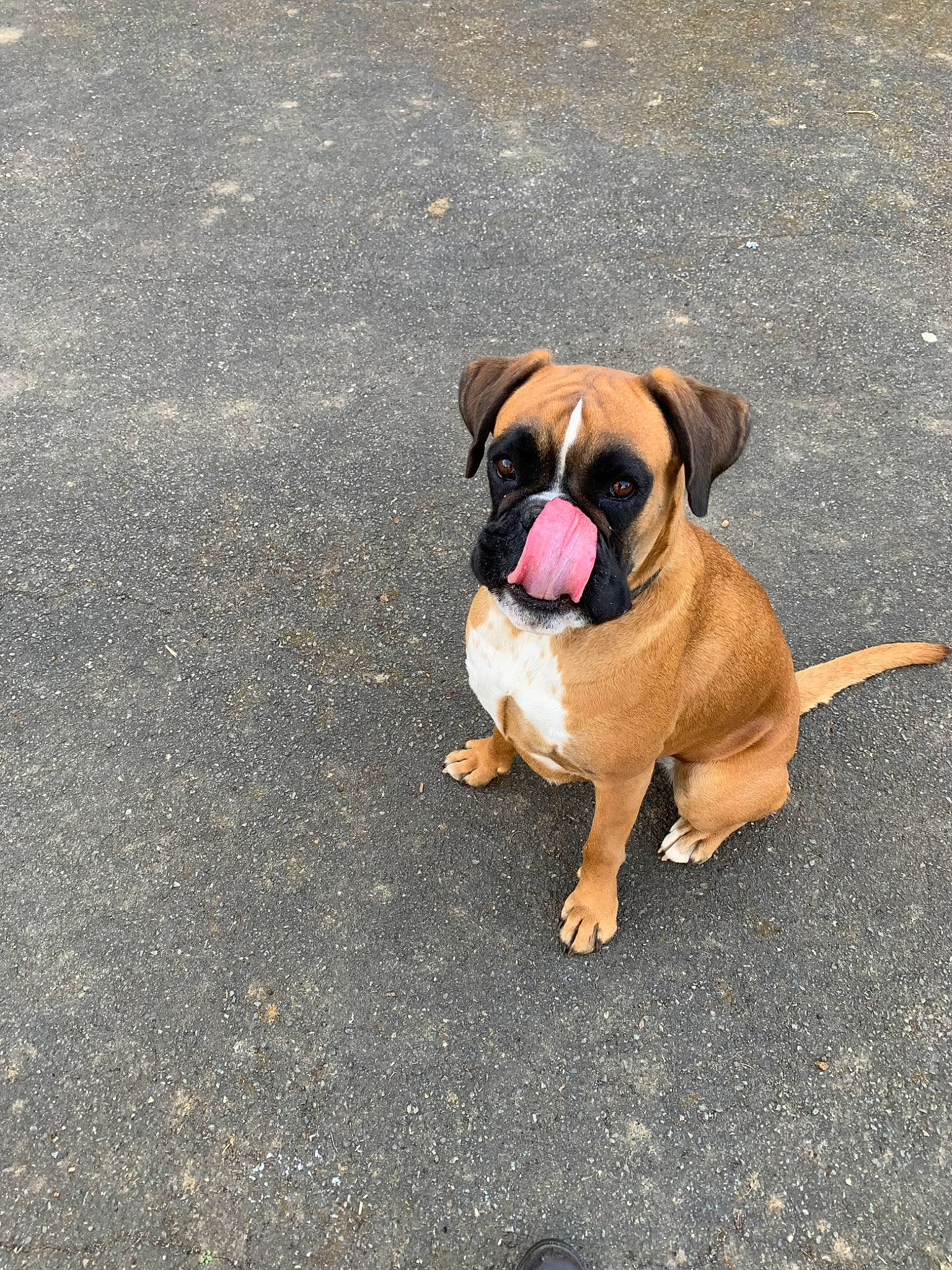 Olly a rejoint le concours — aidez-le/la à gagner de superbes lots ! boxer, bulldog, bullmastiff, canidae, carnivore, companion_dog, dog, dog_breed, fawn, mammal, molosser, non_sporting_group, old_english_bulldog, puppy, rare_breed_dog, snout, sporting_group, tongue, vertebrate, working_dog