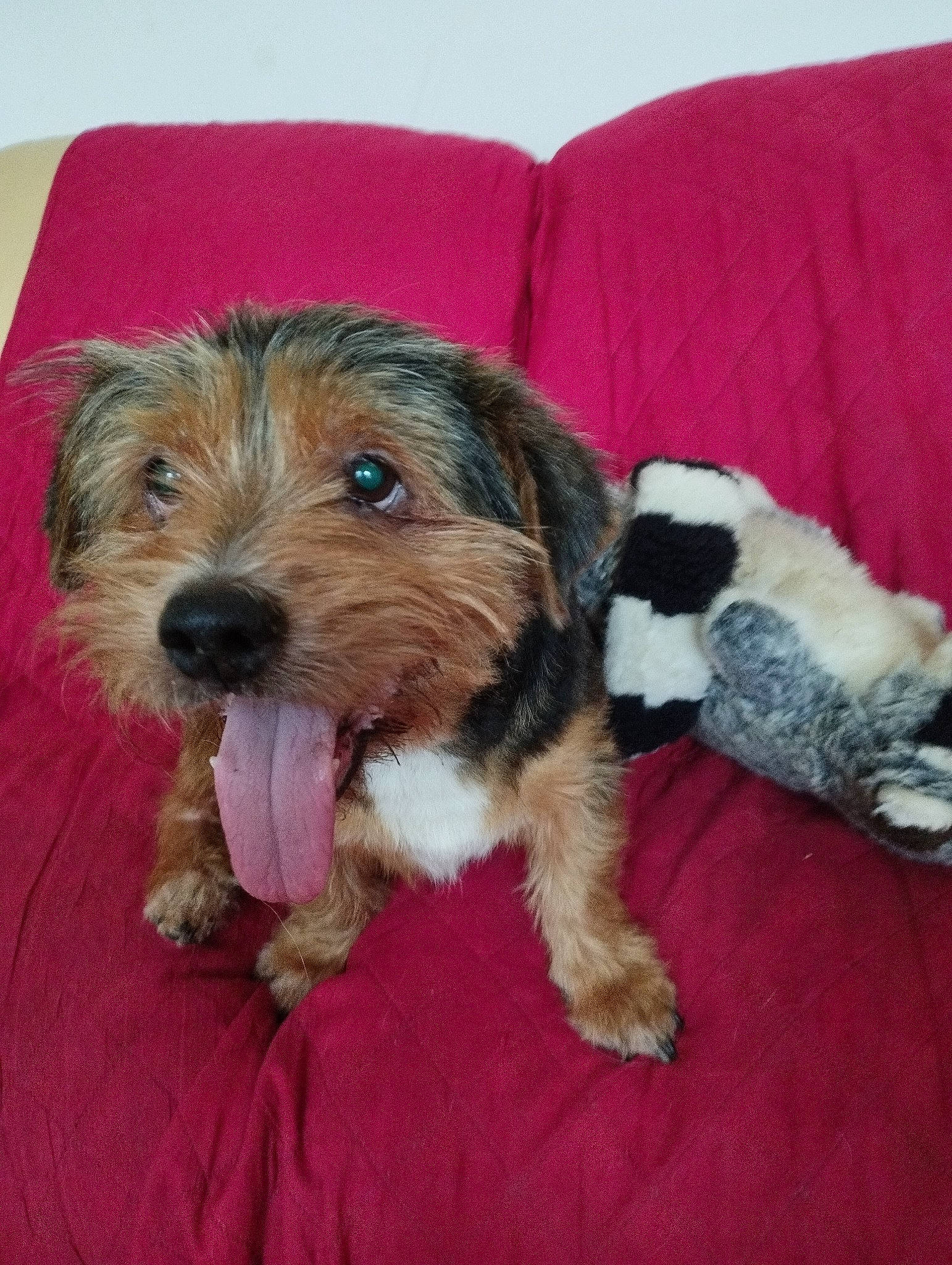 Zebulon a rejoint le concours — aidez-le/la à gagner de superbes lots ! biewer_terrier, carnivore, comfort, companion_dog, couch, dog, dog_breed, dog_clothes, dog_supply, fur, liver, paw, pillow, puppy_love, small_terrier, sporting_group, terrier, toy_dog, working_animal, yorkipoo