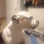 Mencha joined the competition — help win amazing prizes! bedspread, blanket, carpet, casual, clothing, dog, door, furniture, glasses, home, indoor, light, person_leg, pet, photo_collage, portrait, relaxation, room, socks, wall