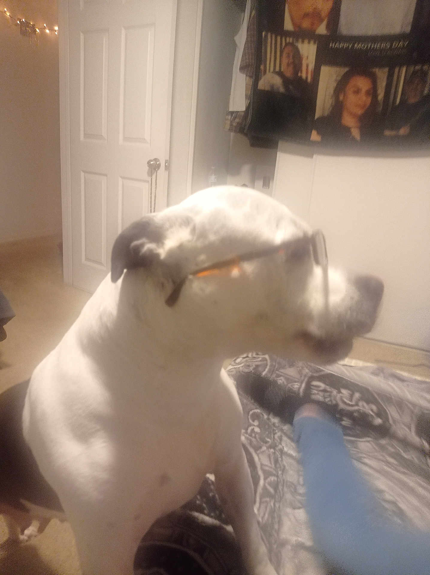 Mencha joined the competition — help win amazing prizes! bedspread, blanket, carpet, casual, clothing, dog, door, furniture, glasses, home, indoor, light, person_leg, pet, photo_collage, portrait, relaxation, room, socks, wall