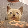 animal, arm, blue_eyes, cat, closeup, cute, domestic_animal, expression, face, feline, fur, gray_shirt, holding, indoor, kitten, person, pet, tattoo, whiskers, young_animal