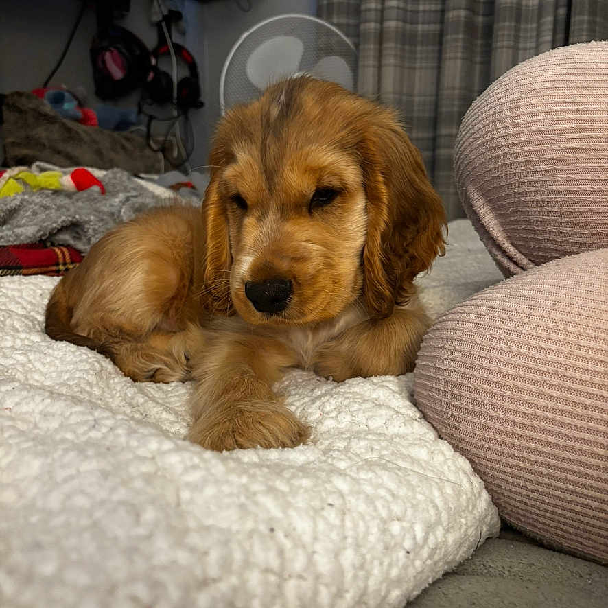 Max is registered to the contest to win money with this photo: animal, bedroom, blanket, clothing, cozy, curtains, cute, dog, fan, fur, home, indoor, legs, pet, pink_pants, plaid, puppy, resting, sleepy, soft_texture