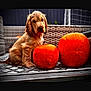 animal, autumn, background, cozy, cute, daylight, decor, dog, fur, golden_retriever, orange, outdoor, pet, portrait, pumpkin, puppy, rug, sitting, woven_chair, young