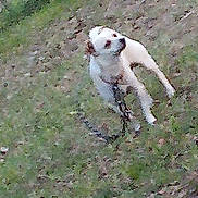 Bam Bam joined the competition — help win amazing prizes! animal, blur, canine, daylight, dog, ears, fur, grass, ground, leash, motion_blur, nature, outdoor, park, pet, small_dog, standing, tail, walking, white_dog
