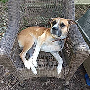 Bud is registered to the contest to win money with this photo: animal, brown_dog, calm, canine, chain, dog, domestic_animal, fence, grass, leash, nature, outdoor, paw, pet, relaxation, resting, seat, sunlight, wicker_chair, yard