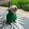 dog, pug, green_hoodie, pet_clothing, outdoor, grass, mat, concrete, small_dog, cute, sitting, peaceful, animal, pet, canine, hood, relaxed, nature, daylight, adorable