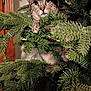 cat, tabby, christmas_tree, pine_branches, indoor, curious, claws, greenery, pet, animal, holiday, decorations, playful, feline, closeup, eyes, whiskers, adventure, lighting, wooden_door
