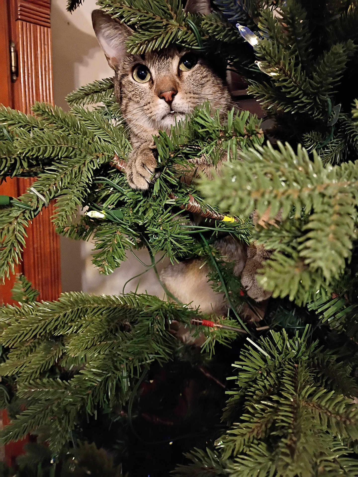 Taki is registered to the contest to win money with this photo: cat, tabby, christmas_tree, pine_branches, indoor, curious, claws, greenery, pet, animal, holiday, decorations, playful, feline, closeup, eyes, whiskers, adventure, lighting, wooden_door