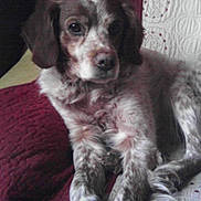 Gasco participe au concours pour gagner de l'argent avec cette photo : dog, pet, indoor, quilt, cushion, speckled_fur, resting, fur, animal, canine, brown, white, ears, paw, face, closeup, comfort, relaxing, home, furniture
