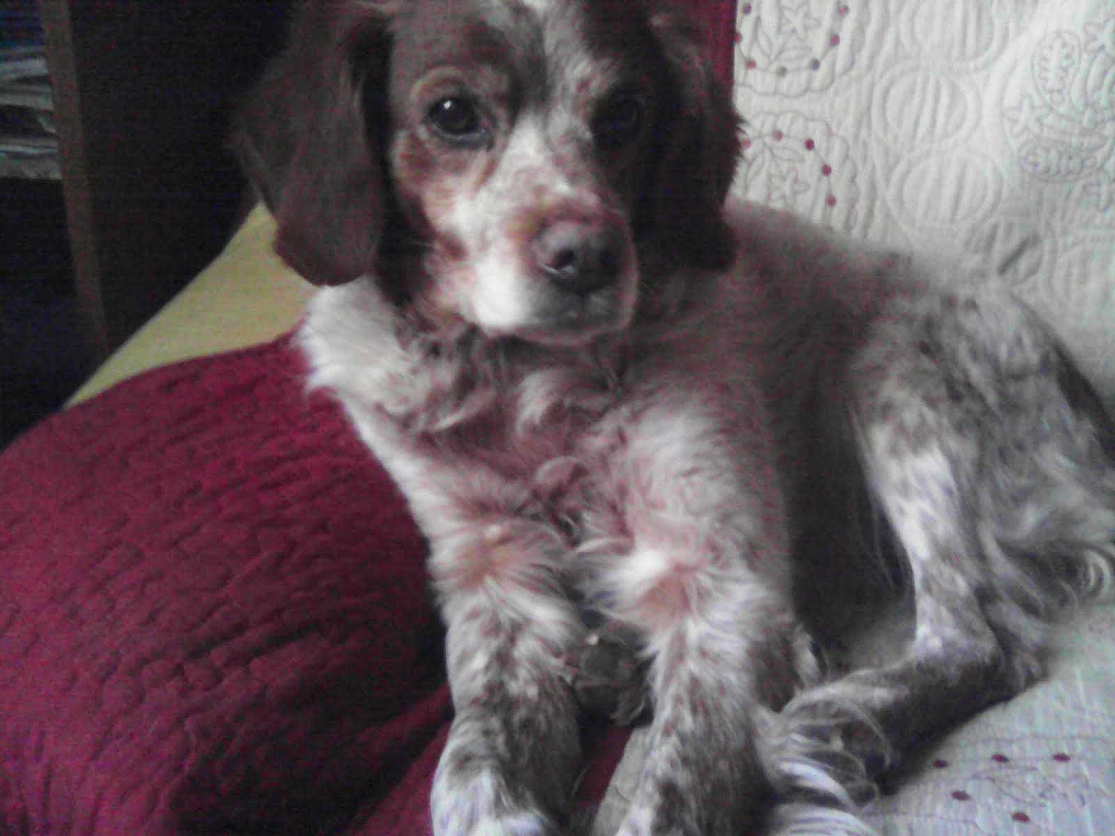 Gasco participe au concours pour gagner de l'argent avec cette photo : dog, pet, indoor, quilt, cushion, speckled_fur, resting, fur, animal, canine, brown, white, ears, paw, face, closeup, comfort, relaxing, home, furniture