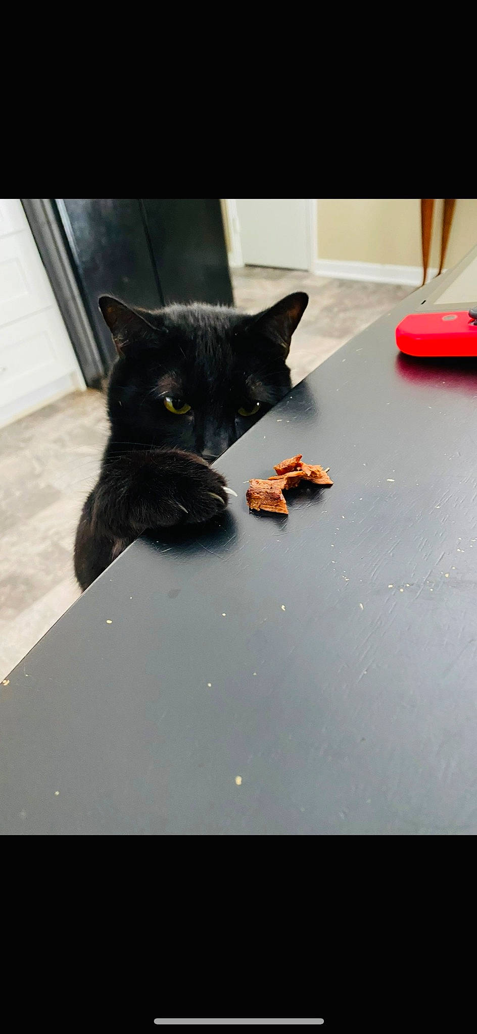 Elijah is registered to the contest to win money with this photo: black_cat, bombay, carmine, carnivore, cat, claw, domestic_short_haired_cat, felidae, floor, flooring, fur, paw, small_to_medium_sized_cats, snout, tail, whiskers, window
