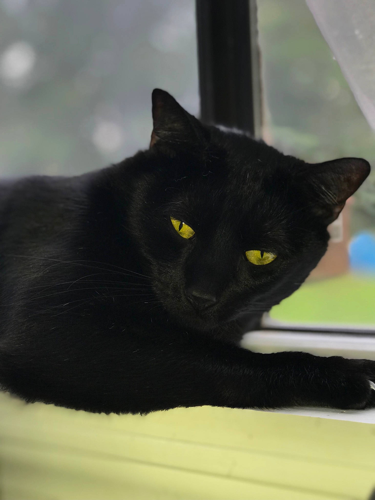Elijah joined the competition — help win amazing prizes! black_cat, bombay, carnivore, cat, domestic_short_haired_cat, felidae, fur, small_to_medium_sized_cats, tail, terrestrial_animal, whiskers