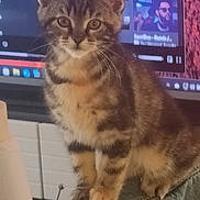 Annabelle a rejoint le concours — aidez-le/la à gagner de superbes lots ! kitten, cat, tabby, indoor, furniture, chair, denim, clothing, pet, animal, young, cute, curious, furry, whiskers, ears, eyes, television, screen, blur
