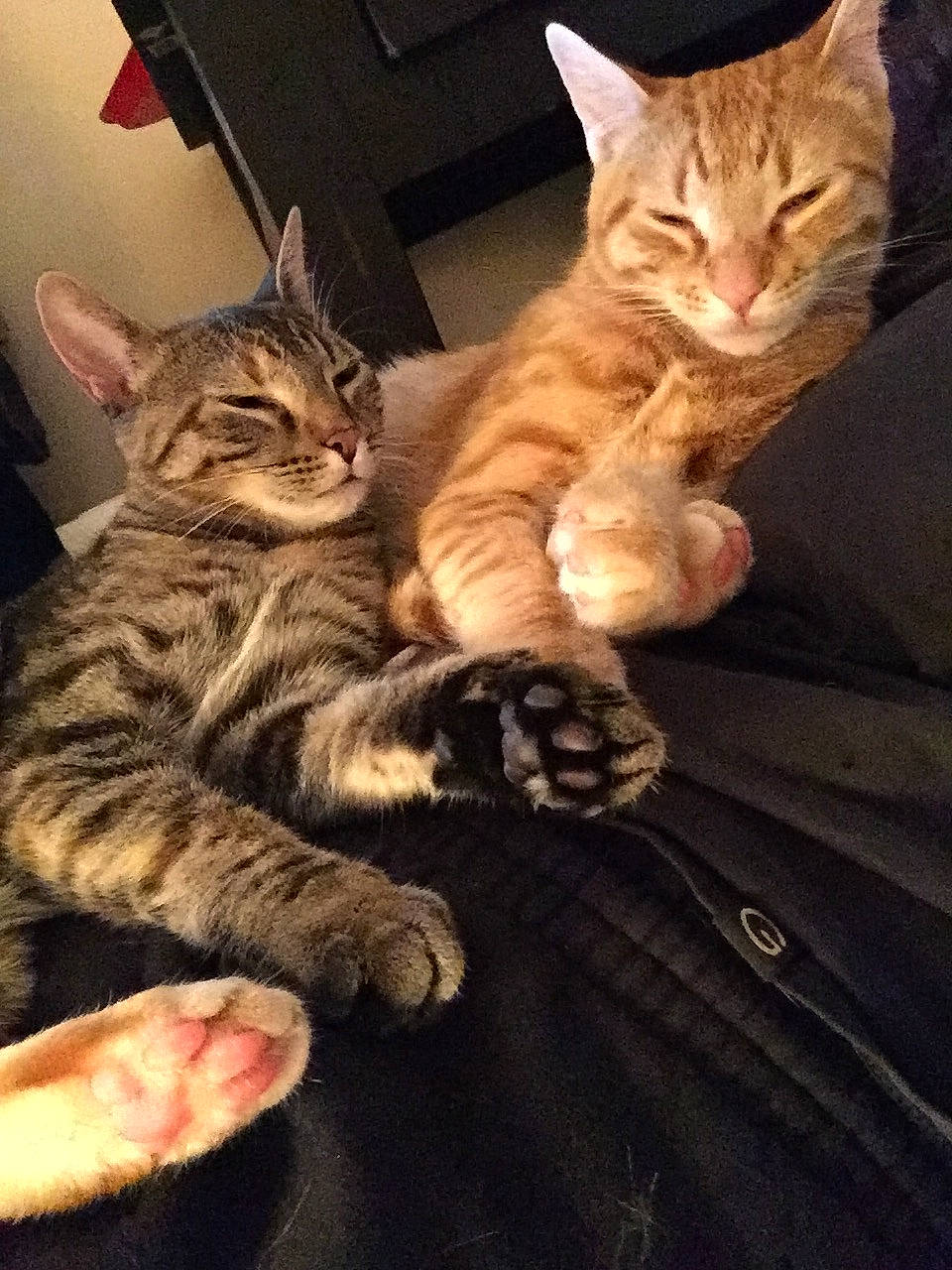 Jenga And Chimera is registered to the contest to win money with this photo: american_shorthair, asian, california_spangled, carnivore, cat, claw, domestic_short_haired_cat, dragon_li, european_shorthair, felidae, kitten, mammal, paw, pixie_bob, polydactyl_cat, sky, small_to_medium_sized_cats, sokoke, tabby_cat, whiskers