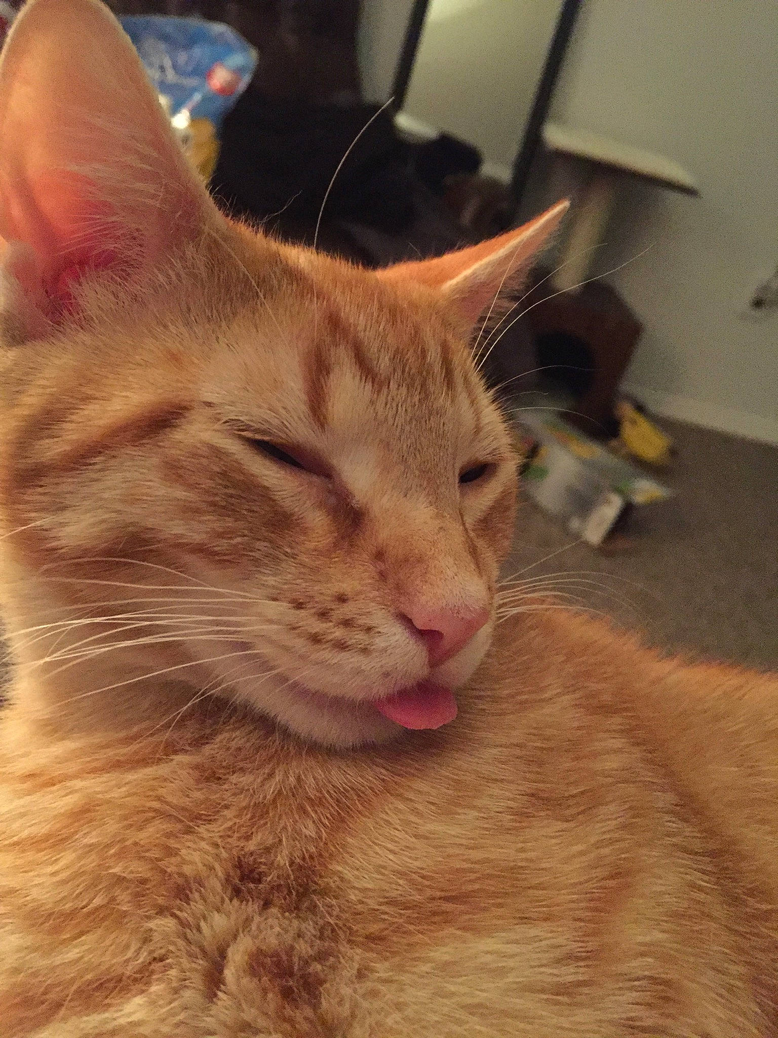 Jenga And Chimera is registered to the contest to win money with this photo: aegean_cat, arabian_mau, asian, carnivore, cat, close_up, domestic_short_haired_cat, ear, european_shorthair, fawn, felidae, fur, german_rex, mammal, oriental_longhair, small_to_medium_sized_cats, snout, tabby_cat, vertebrate, whiskers