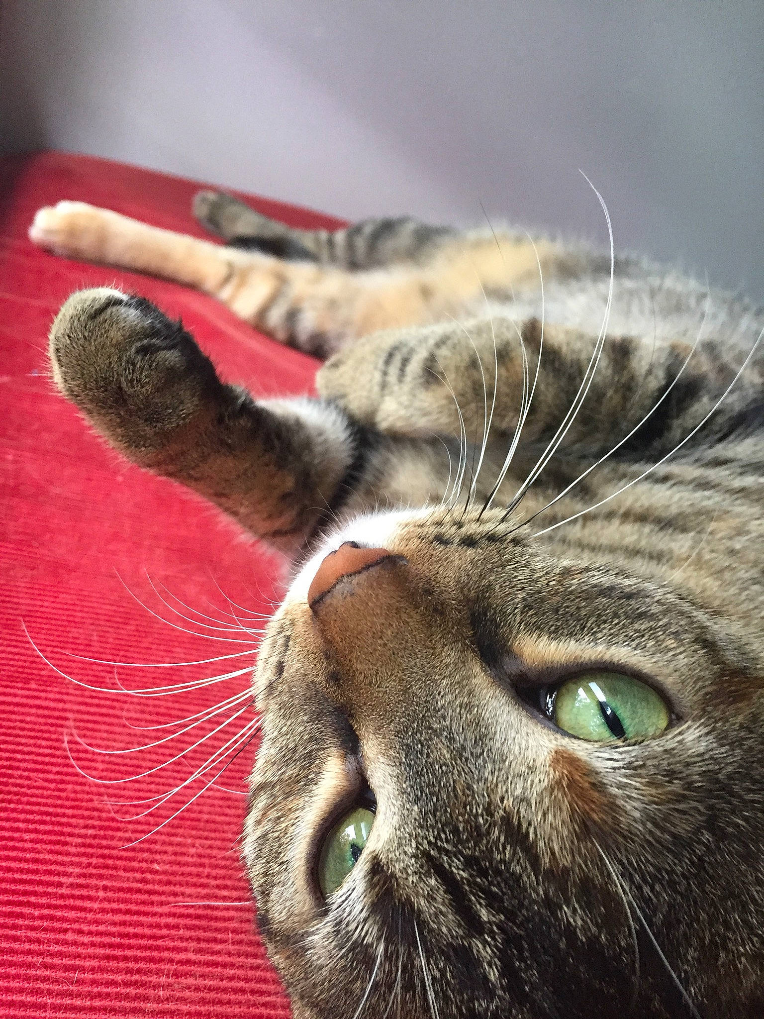 Jenga And Chimera joined the competition — help win amazing prizes! asian, carnivore, cat, close_up, domestic_short_haired_cat, ear, european_shorthair, eye, felidae, fur, kitten, mammal, nose, small_to_medium_sized_cats, snout, tabby_cat, whiskers