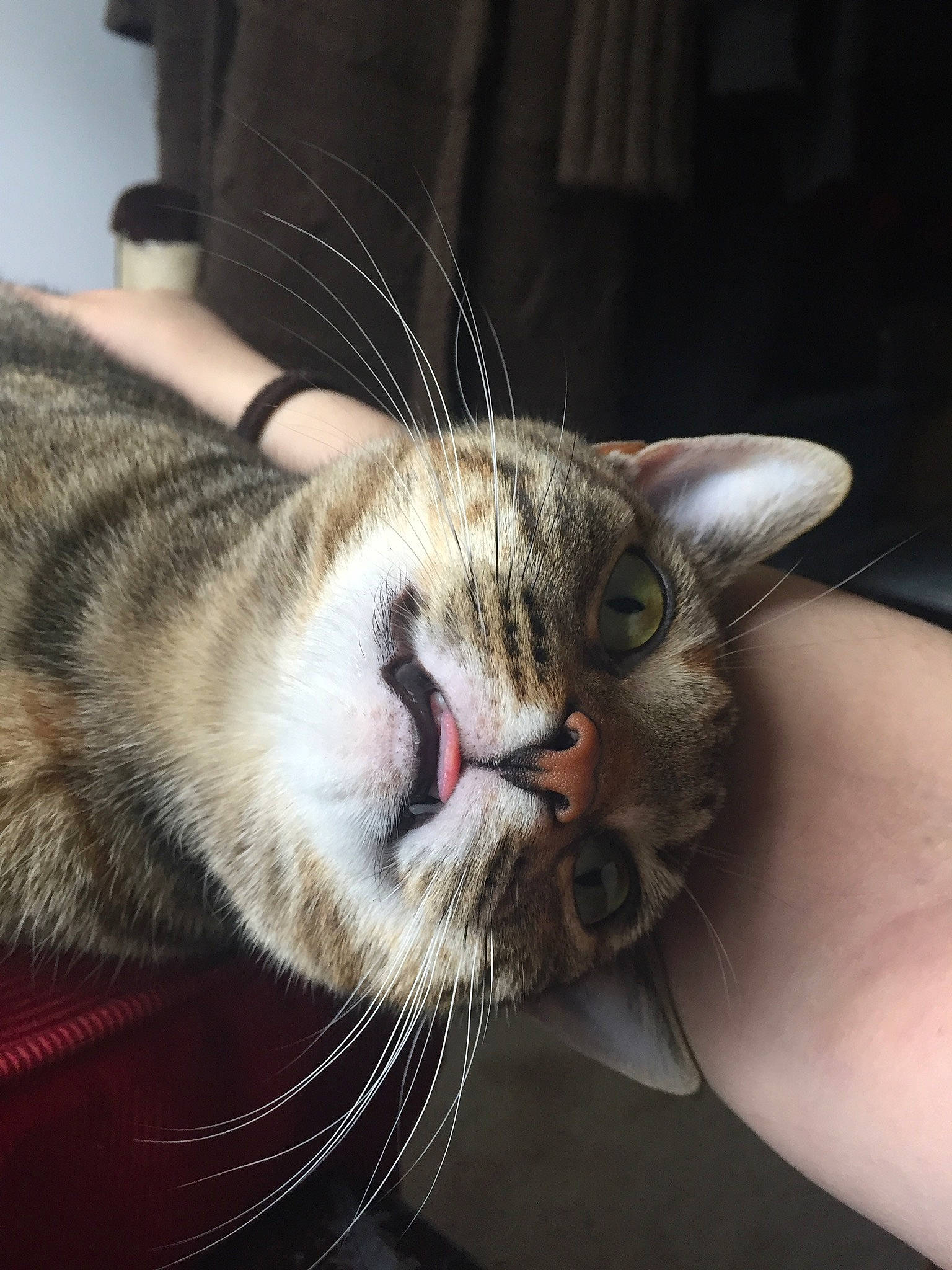 Jenga And Chimera is registered to the contest to win money with this photo: american_shorthair, asian, carnivore, cat, close_up, domestic_short_haired_cat, dragon_li, ear, egyptian_mau, european_shorthair, eye, felidae, fur, mouth, nose, organ, small_to_medium_sized_cats, snout, tabby_cat, whiskers