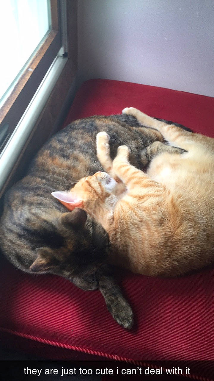 Jenga is registered to the contest to win money with this photo: canidae, carnivore, cat, cornish_rex, devon_rex, dog_breed, domestic_short_haired_cat, european_shorthair, fawn, felidae, german_rex, nap, paw, small_to_medium_sized_cats, snout, whiskers