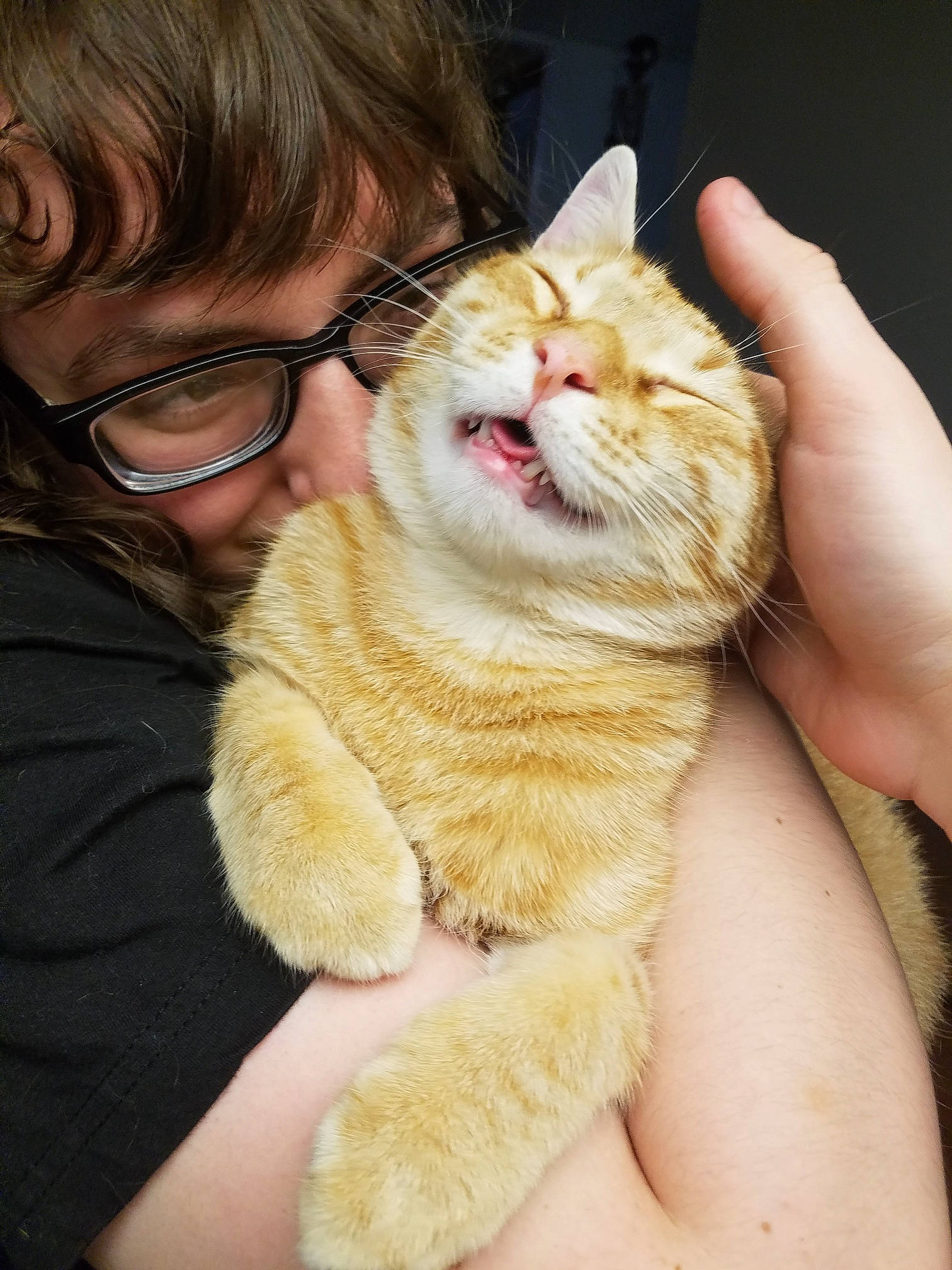 Jenga is registered to the contest to win money with this photo: asian, carnivore, cat, claw, domestic_short_haired_cat, ear, european_shorthair, fawn, felidae, fur, german_rex, gesture, kitten, nose, small_to_medium_sized_cats, tabby_cat, whiskers