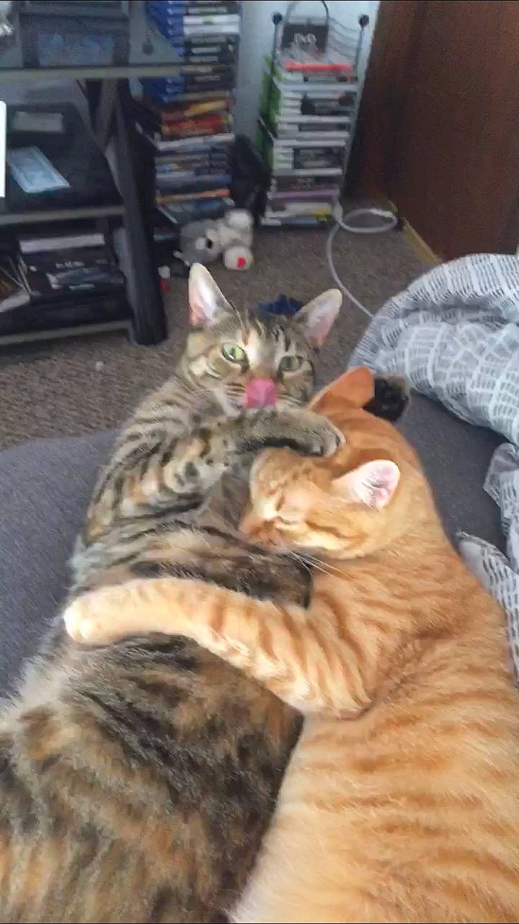 Jenga is registered to the contest to win money with this photo: american_shorthair, asian, bengal, california_spangled, carnivore, cat, domestic_short_haired_cat, dragon_li, european_shorthair, eye, felidae, mammal, ocicat, pixie_bob, small_to_medium_sized_cats, snout, tabby_cat, toyger, vertebrate, whiskers