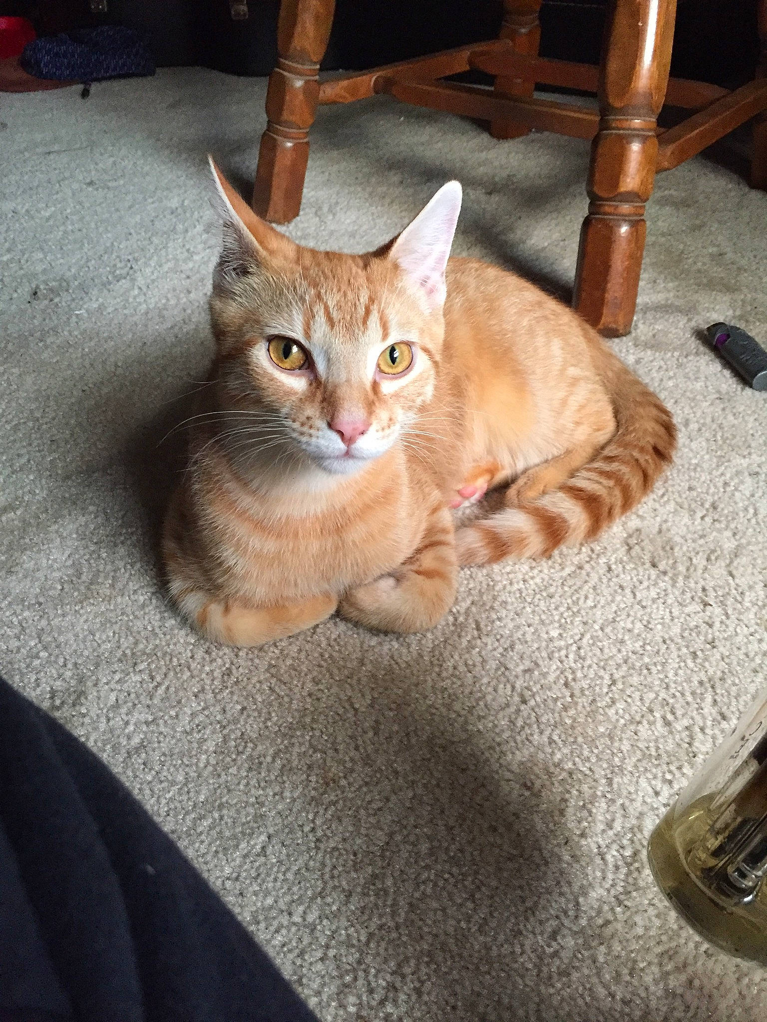 Jenga joined the competition — help win amazing prizes! arabian_mau, asian, australian_mist, carnivore, cat, chair, chausie, domestic_short_haired_cat, european_shorthair, fawn, felidae, fur, german_rex, kitten, mammal, sitting, small_to_medium_sized_cats, tabby_cat, tail, whiskers