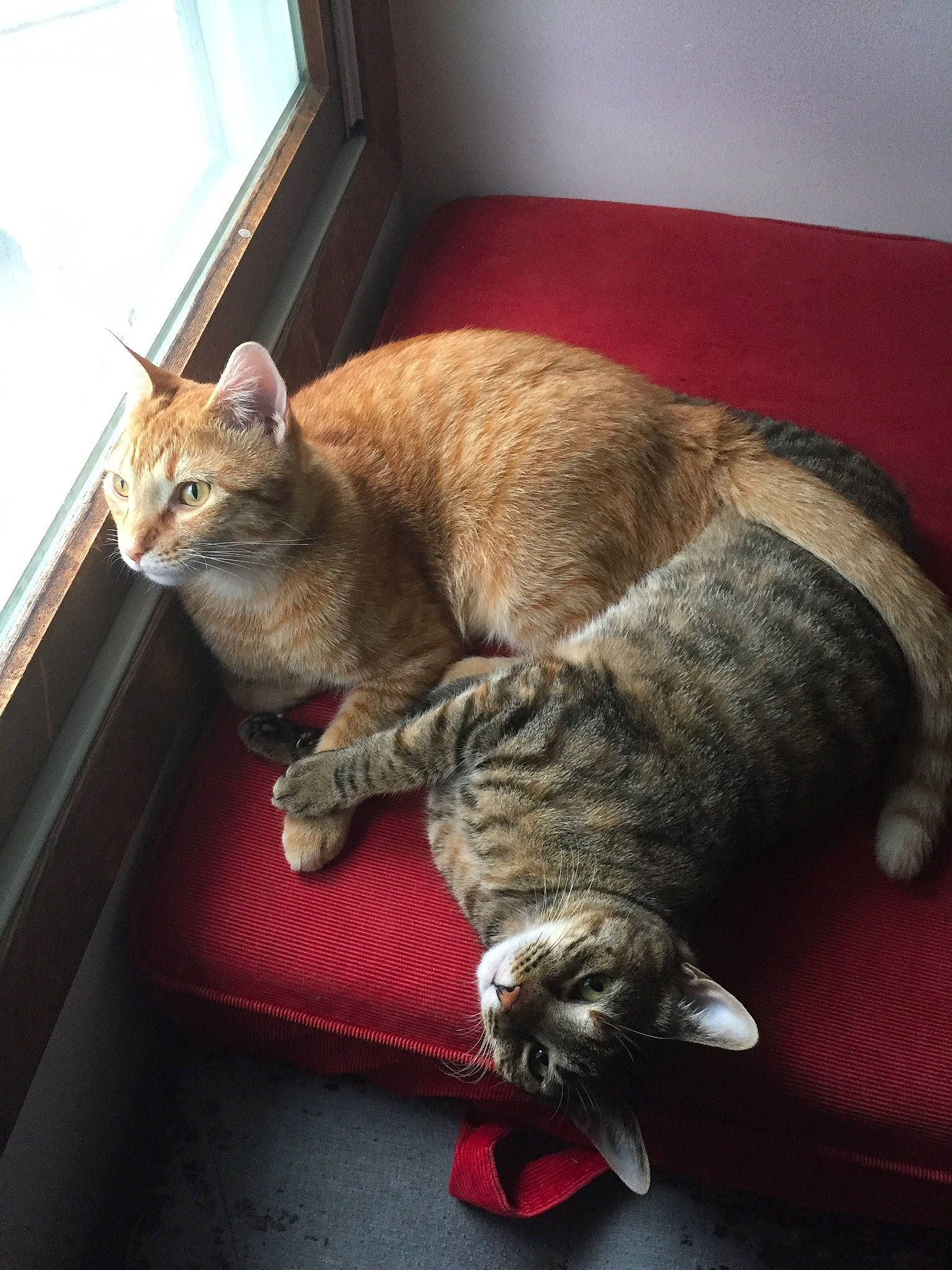 Jenga is registered to the contest to win money with this photo: asian, carnivore, cat, domestic_short_haired_cat, dragon_li, european_shorthair, felidae, fur, german_rex, mammal, small_to_medium_sized_cats, tabby_cat, tail, toyger, whiskers, wood