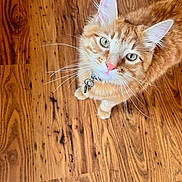 Tigger joined the competition — help win amazing prizes! cat, orange_cat, tabby, feline, pet, whiskers, green_eyes, collar, hardwood_floor, wood_floor, closeup, portrait, looking_up, paws, ears, fur, indoor, adorable, domestic_animal, playful