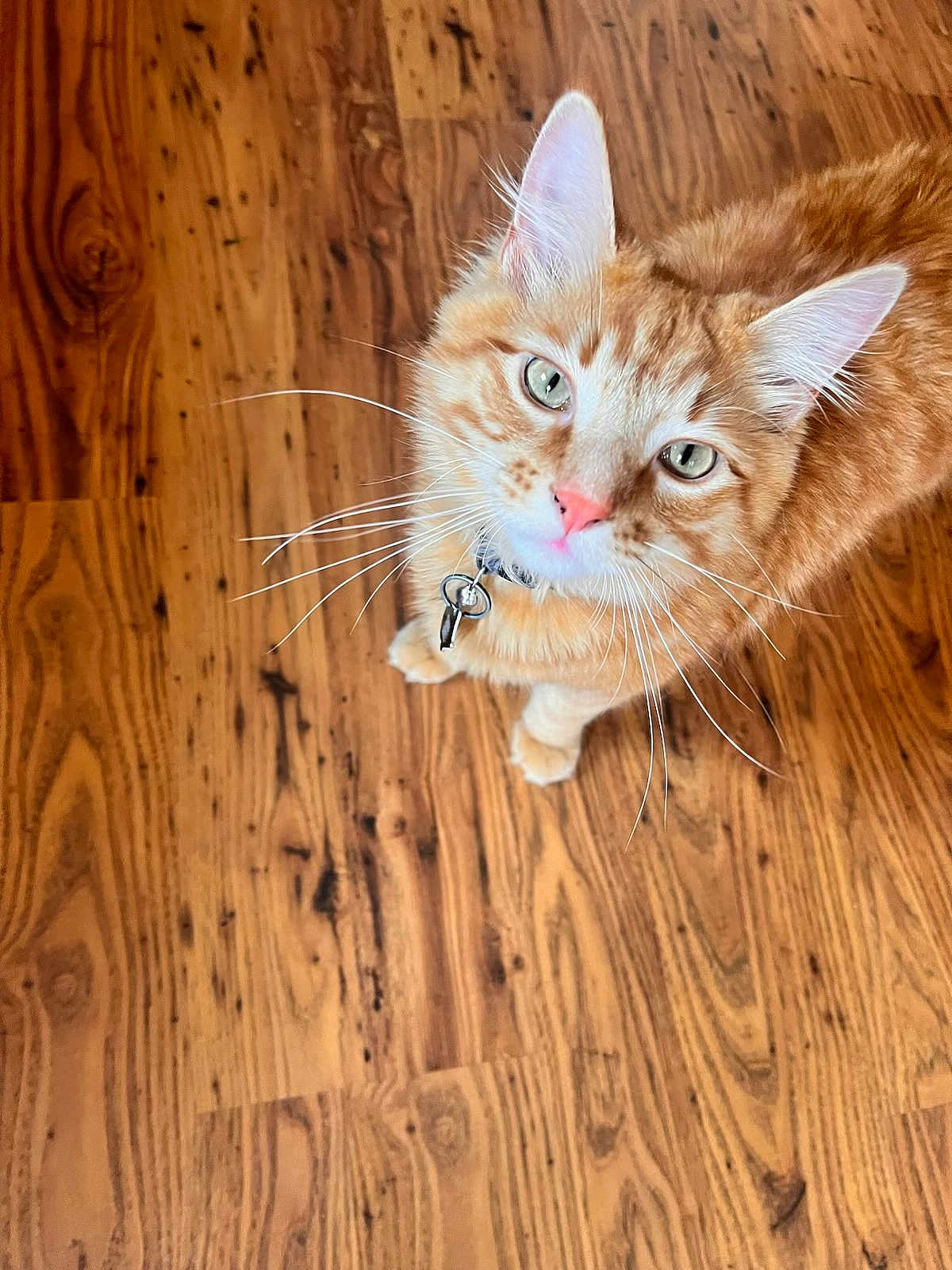 Tigger joined the competition — help win amazing prizes! cat, orange_cat, tabby, feline, pet, whiskers, green_eyes, collar, hardwood_floor, wood_floor, closeup, portrait, looking_up, paws, ears, fur, indoor, adorable, domestic_animal, playful