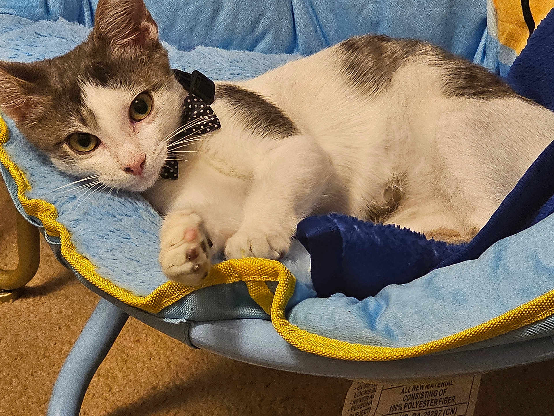 Buddy Love joined the competition — help win amazing prizes! cat, kitten, pet_bed, blue, yellow, bow_tie, polka_dots, feline, animal, cute, whiskers, paw, indoor, relaxed, fur, domestic_animal, looking, soft_texture, resting, closeup