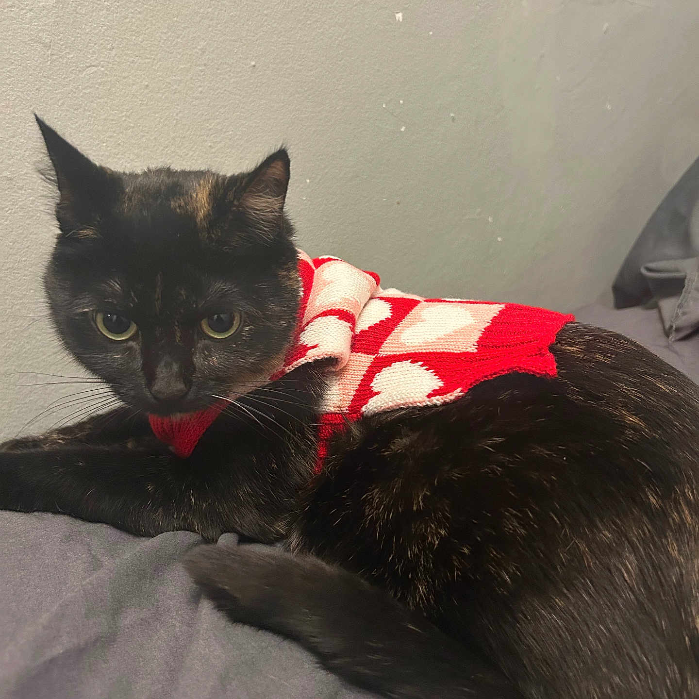 Brenda joined the competition — help win amazing prizes! abyssinian, animal, bed, blackcat, blanket, cat, clothing, couch, cushion, furniture, hoodie, indoors, kitten, knitwear, manx, pet, quilt, siamese, sweater, sweatshirt