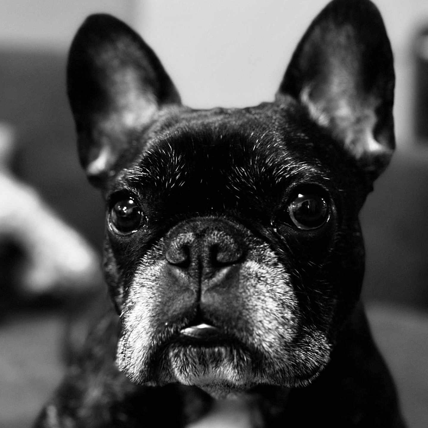 Nala a rejoint le concours — aidez-le/la à gagner de superbes lots ! dog, french_bulldog, black_and_white, portrait, close_up, pet, animal, ears, face, eyes, nose, whiskers, fur, indoor, focused, expression, cute, muzzle, canine, domestic_animal