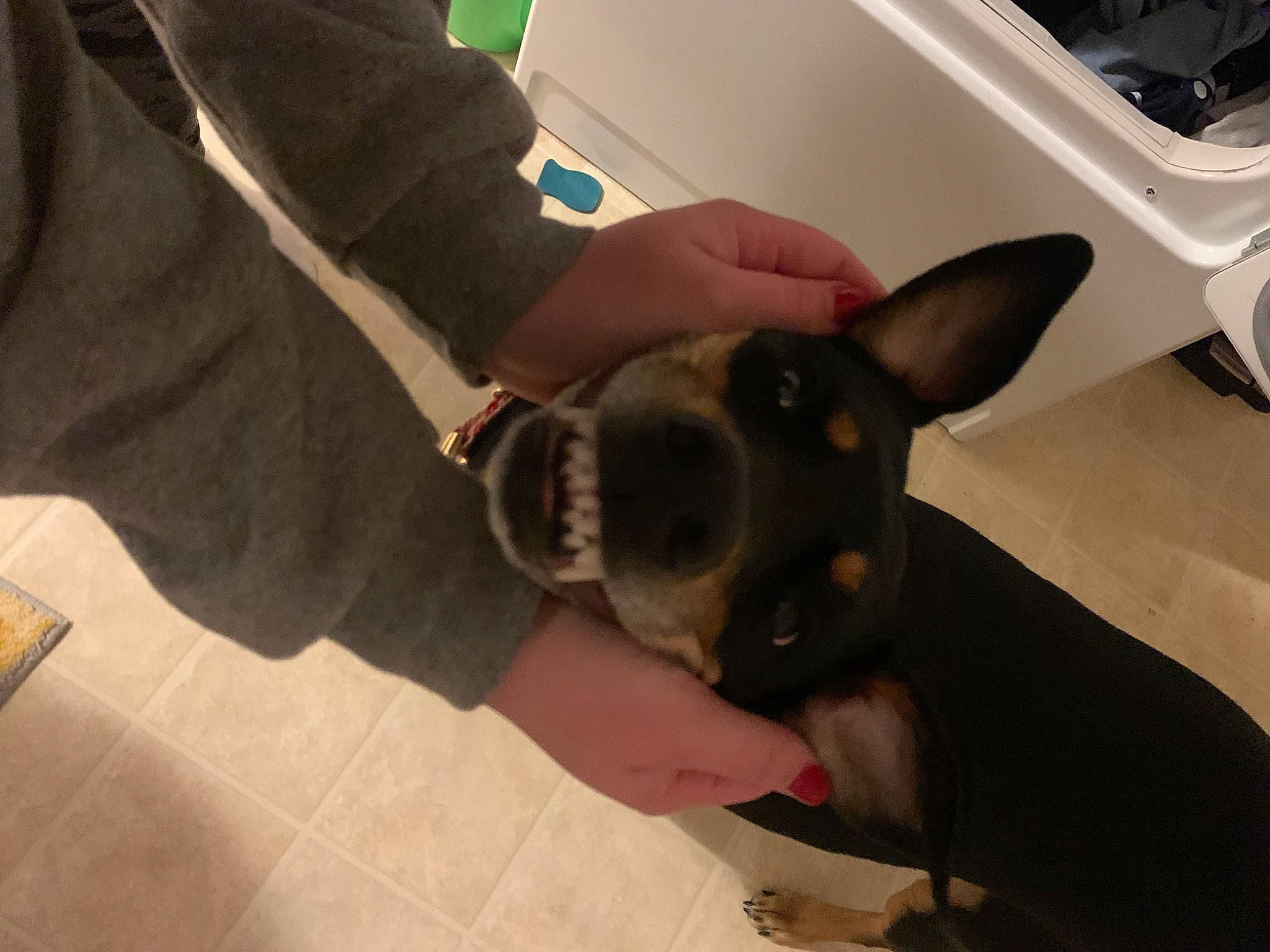 Daisy Mae is registered to the contest to win money with this photo: canidae, carnivore, companion_dog, dog, dog_breed, ear, eyewear, fawn, flooring, fur, gadget, gesture, personal_protective_equipment, sporting_group, sunglasses, tail, toy_dog, vertebrate, whiskers, wrist