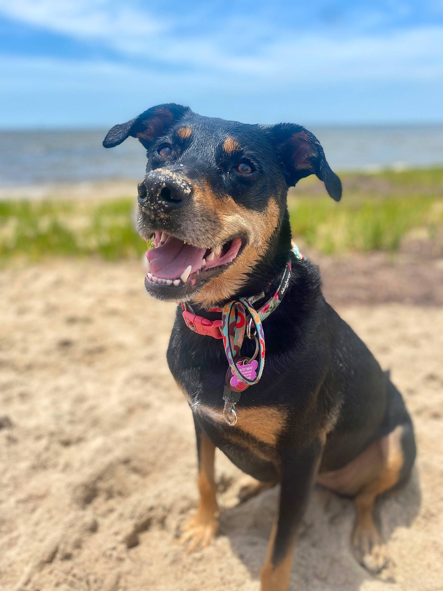 Daisy Mae is registered to the contest to win money with this photo: beach, canidae, carnivore, cloud, collar, companion_dog, dog, dog_breed, dog_collar, fawn, horizon, landscape, pet_supply, plant, sand, sky, snout, sporting_group, water, working_animal