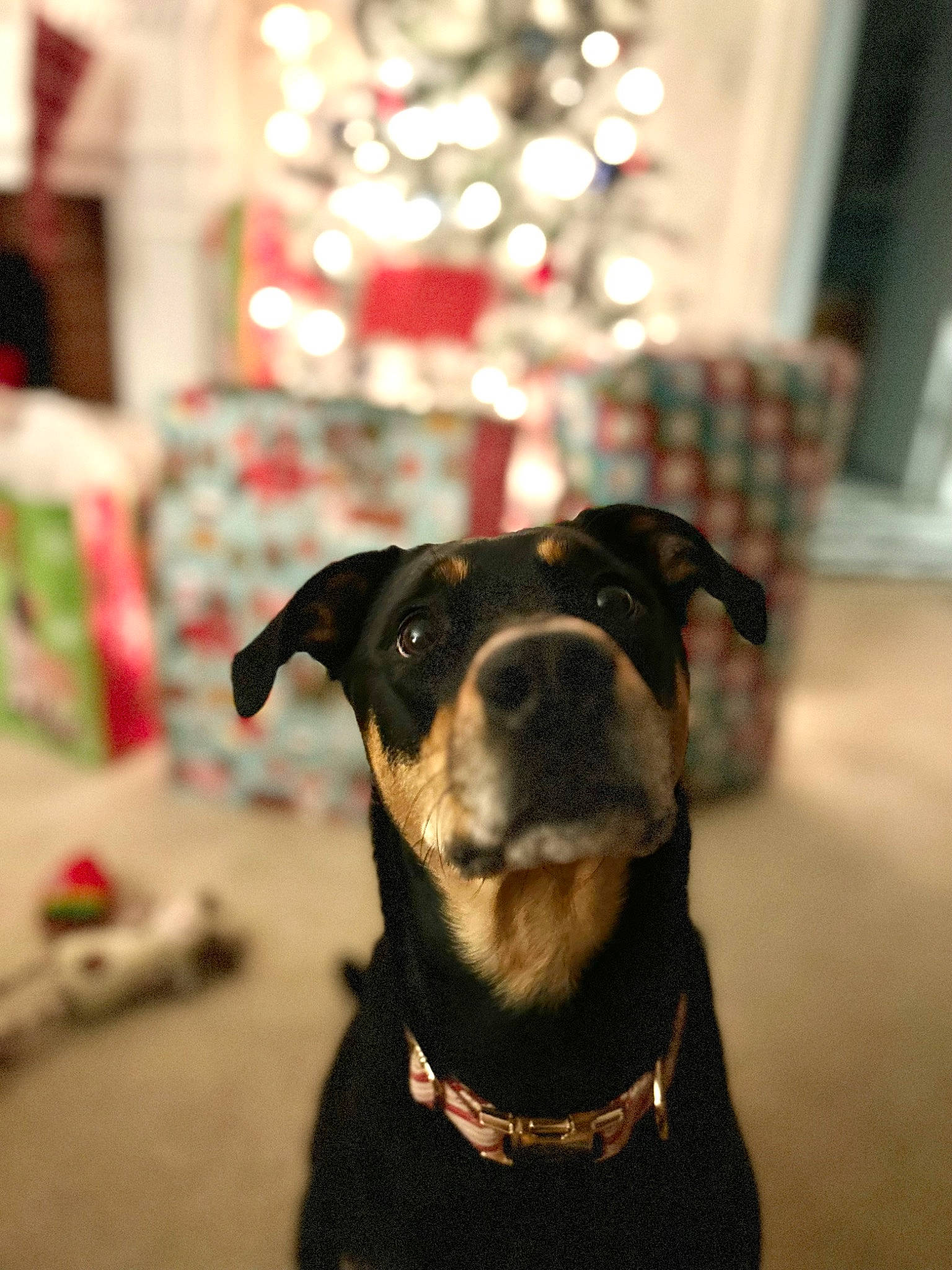 Daisy Mae is registered to the contest to win money with this photo: carnivore, collar, companion_dog, couch, dog, dog_breed, dog_collar, dog_supply, event, fawn, fur, guard_dog, holiday, light, lighting, pet_supply, snout, sporting_group, whiskers, working_animal